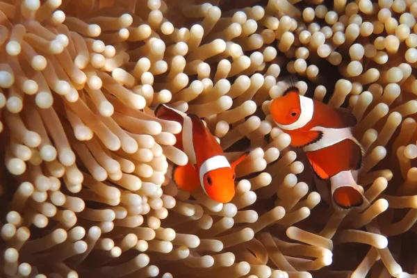 Symbiotic Relationship